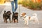 Woman walking Jack Russell Terrier and Brussels Griffon dogs