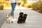Woman walking Jack Russell Terrier and Brussels Griffon dogs