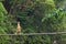 Woman walking on jungle bridge