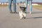 Woman is walking with a little disobedient Jack Russell Terrier dog on a tar road. Dog is running away