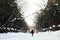 A woman is walking in Maruyama Park in Sapporo, Hokkaido, Japan 2018