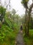 A woman walking in a Narrow path though El Yunque tropical rainforest in Puerto Rico