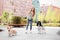 Woman walking Pembroke Welsh Corgi and English Springer Spaniel dogs