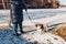 Woman walking pug dog in snowy winter park by frozen lake holding leash. Puppy wearing harness