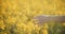 Woman Walking Through Rapeseed Field Portrait