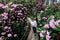 Woman walking in Rhododendrons Park in Helsinki, Finland.