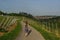 Woman walking on a road with Vineyard landscape view to the castle Marienberg in Wuerzburg Bavaria, Germany