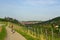 Woman walking on a road with Vineyard landscape view to the castle Marienberg in Wuerzburg Bavaria, Germany