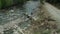 Woman walking rocky river shore exploring among green spruce forest enjoying