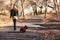 Woman Walking Scottish Terrier Dog