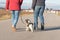 Woman is walking with a small obedient Jack Russell Terrier dog on a tar road. Dog is looking back