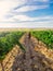 Woman walking in spanish vineyard.