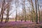 Woman walking spring forest and enjoy crocus flowers