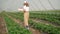 Woman walking with strawberries basket at plantation.