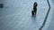 Woman walking with suitcase at street. Woman taking off sunglasses outside