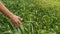 Woman walking and touching the corn plants