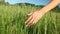 Woman walking touching long grass in field in summer on blue sky