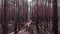 Woman walking on tourist path in pine trees forest, aerial drone view. Young female is hiking in forest with old trees. Girl walks