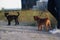 A woman walking with two dogs outdoors in the park