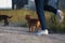 A woman walking with two dogs outdoors in the park