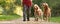 Woman is walking with two lovely Hungarian Magyar Vizsla dogs