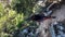 Woman walking up on trail in green woods. Active girl traveller hiking on top of mountain in summer day under sun light. Fit woman