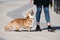 The Woman walking Welsh Corgi cardigan dog