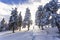 A woman walks along a snowy spruce in the winter forest.