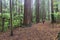 A woman walks amongst tall, lofty Califonian Redwood trees of Whakarewarewa Redwood Forest in Rotorua, New Zealand.