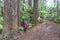 A woman walks amongst tall, lofty Califonian Redwood trees of Whakarewarewa Redwood Forest in Rotorua, New Zealand.