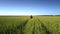 Woman walks among beautiful boundless green and yellow field