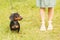 woman walks with the dog on a leash in on the park . dachshund near a woman& x27;s feet