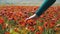 Woman Walks on a Field Poppy Among Flowering Red Poppies
