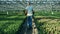 A woman walks in a greenhouse full of tulips, agronomy industry.