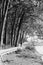 A woman walks with her dog on a wooden walkway