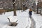 Woman walks on a narrow, slippery footpath, made by pedestrians on a snow covered sidewalk, many hours after the first snow