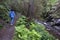 Woman walks on rainforest path along a water stream