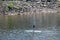 This woman was seen paddling while standing on a paddle board near the rocky shore in the Delaware River