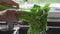 Woman washes greens under streaming water at the kitchen, making the salad, fresh greens nad vegetables, vitamins and