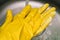 A woman washes her hands in yellow rubber gloves in the sink under the tap with water. Housewife washes soap with protective