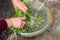 Woman washes sorrel during the preparation for production. Harvesting sorrel. Common sorrel, Spinach Dock, Rumex acetosa, growing