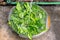 Woman washes sorrel during the preparation for production. Harvesting sorrel. Common sorrel, Spinach Dock, Rumex acetosa, growing