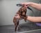 Woman washing brown mini toy poodle in grooming salon.