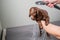 Woman washing brown mini toy poodle in grooming salon.