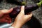 Woman washing eggplant under the faucet in the kitchen