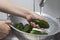 Woman washing freshly picked organic cucumbers in colander