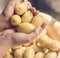 Woman washing potatoes under running water food photography recipe idea