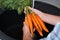 Woman washing ripe carrots with running water in sink, closeup