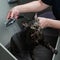 Woman washing a tabby gray cat in a grooming salon.