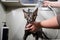 Woman washing a tabby gray cat in a grooming salon.